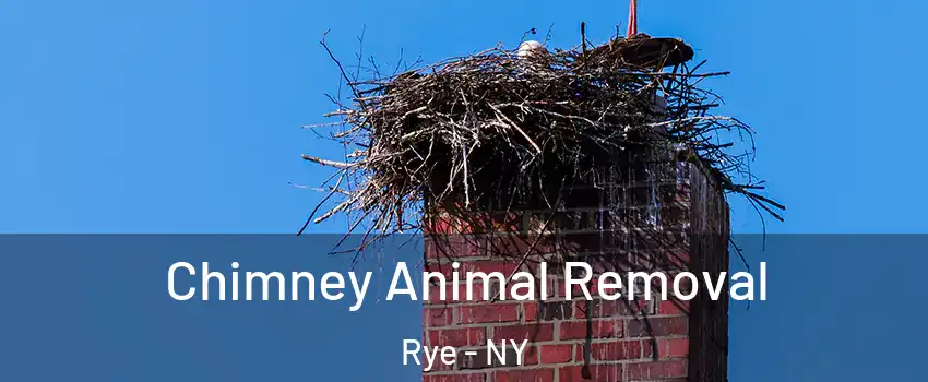  Chimney Animal Removal Rye - NY
