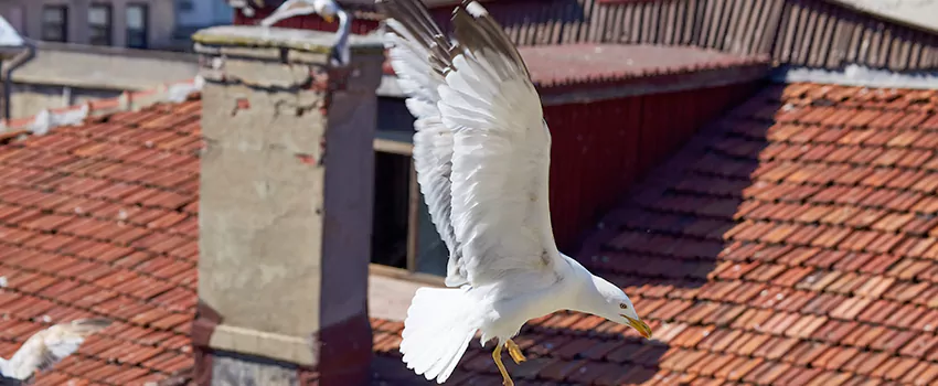 Residential Chimney Animal Removal Solution in Rye, NY