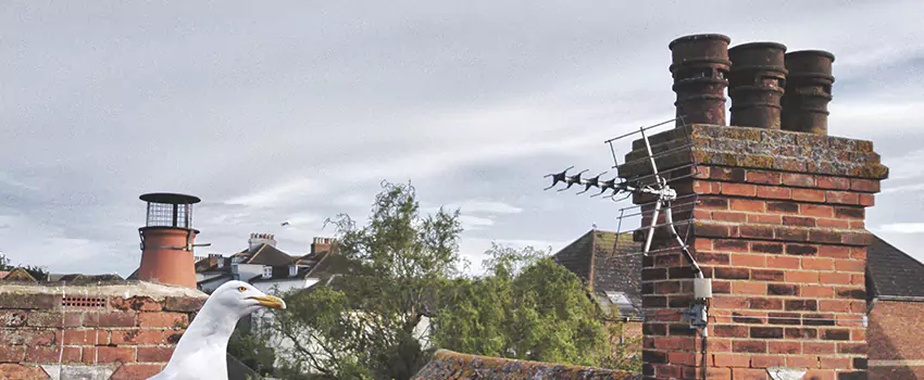 Chimney Cleaning And Restoration in Rye, New York